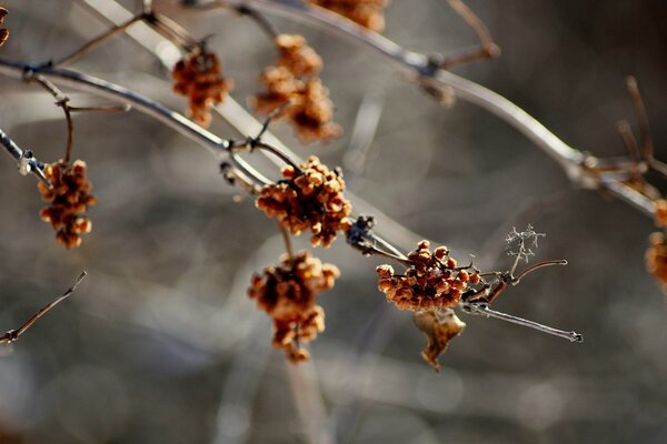 Winter nature, a branch with berries