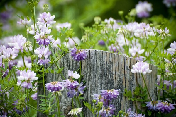 Ein Stumpf unter lila Blüten