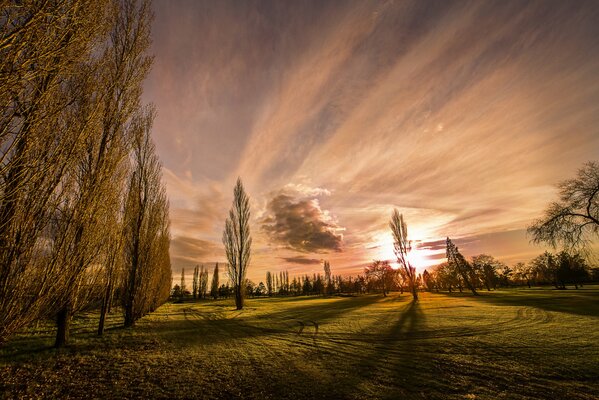 Lawn with grass at sunset