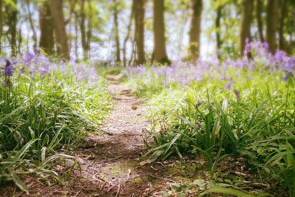 A path with flowers in the summer forest