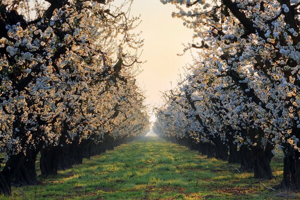 Foto des Frühlingsgartens mit Flieder