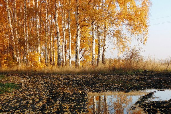 Forêt de bouleau doré à l automne