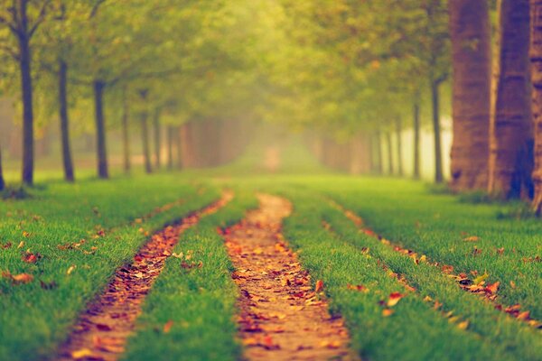 Park, jesienne drzewa jeszcze nie opadłe liście na ścieżkach i ciepła jesienna pogoda