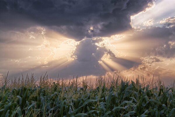 Los rayos del sol salen de la nube sobre el campo