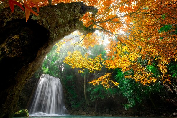 Árboles en el fondo de una cascada