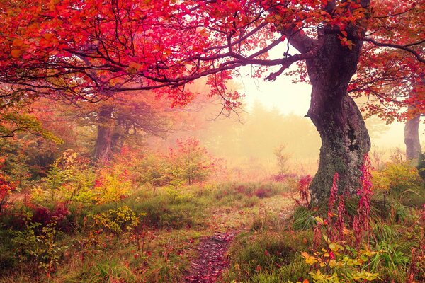 Rote Herbstblätter am Baum