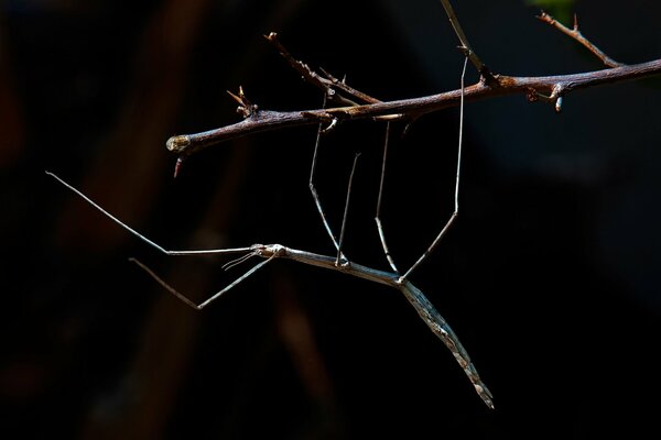 Insect stick insect on a branch