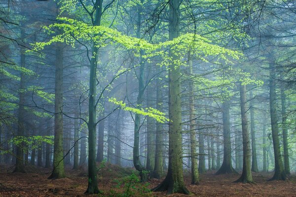 Nebliger Morgen im Wald