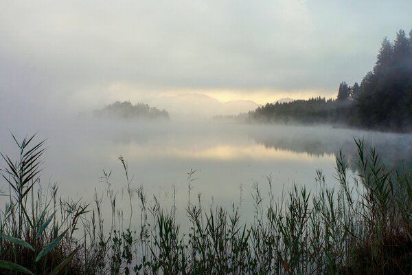 Nebbia lago erba alberi