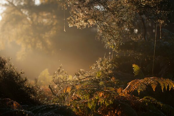 Foggy morning in the forest with dew