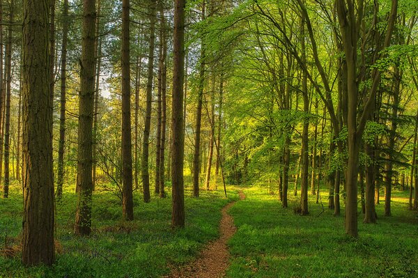 A grass path in a charming green forest