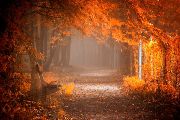 Autumn photo of a path in the park with a bench