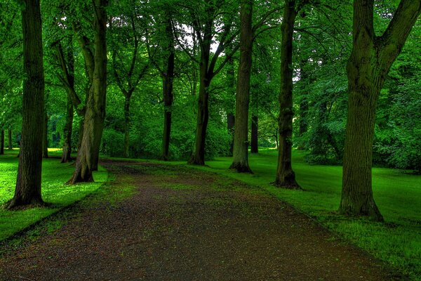 Strada dal parco alla foresta