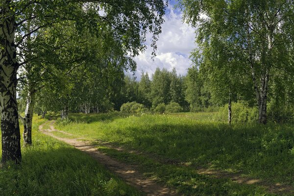 A road in a green summer forest