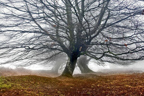 Herbstbäume ohne Blätter im Nebel