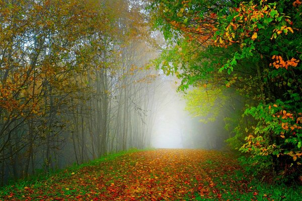 Forêt colorée, brumeuse et tranquille