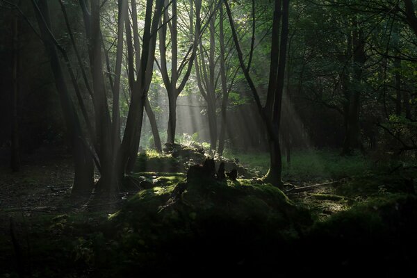 Der düstere Wald wird von den Sonnenstrahlen getroffen