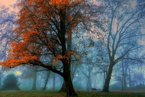 Fog in the park during the autumn