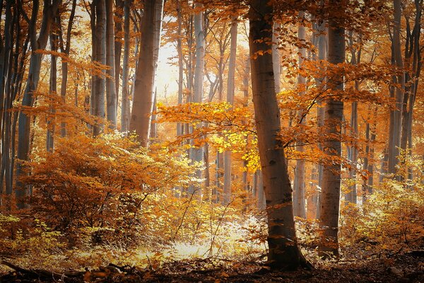 Herbstlicher Wald mit gemütlicher Sonne beleuchtet