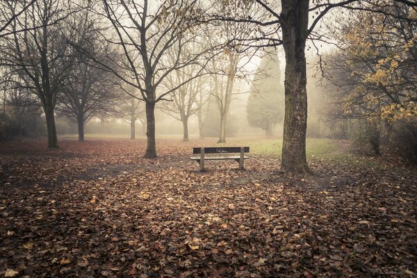 A foggy gloomy deserted park