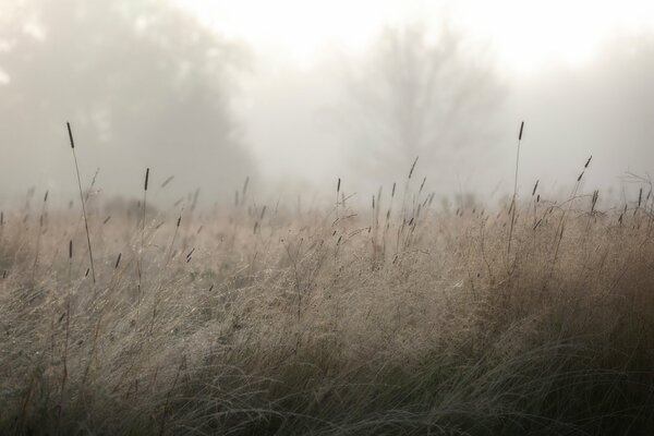 Herbe rosée brouillard arbres