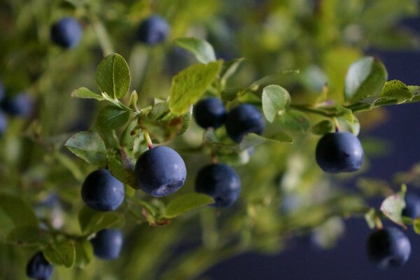 Große Nacht Blaubeeren