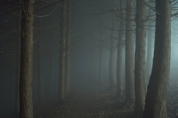 Camino en la niebla del bosque crepuscular