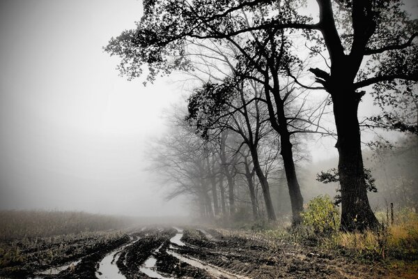 La strada per il fondo del campo con la nebbia