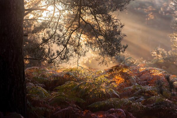 Morning fog in a mysterious forest