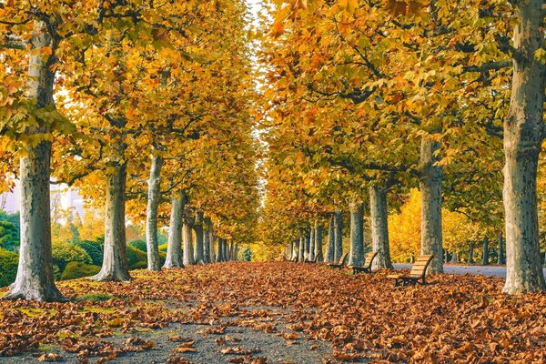 Passeggiata autunnale nel parco e natura meravigliosa