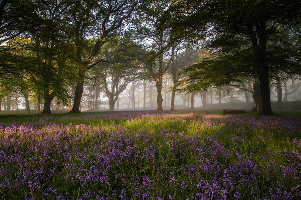 Morning awakening of nature. Beautiful forest