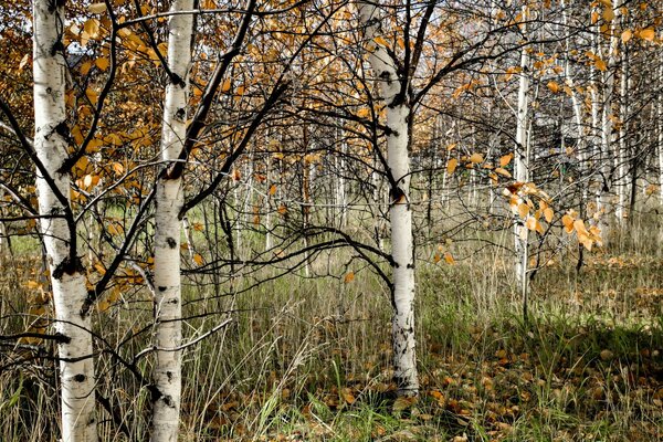 Abedules en el bosque de otoño