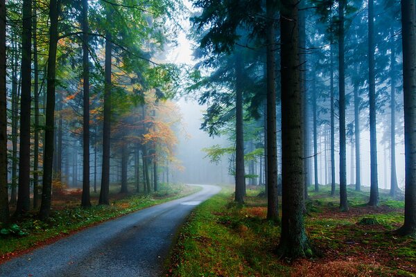 Strada nella foresta tra le conifere, bellissimo paesaggio autunnale