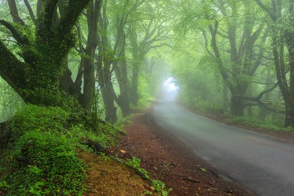 Foggy road in the spring forest