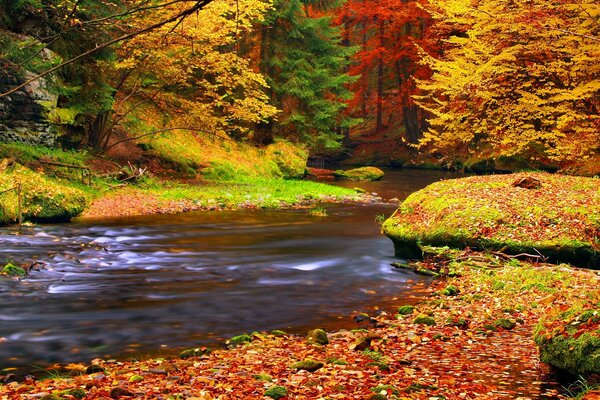 Fluss im Herbstwald