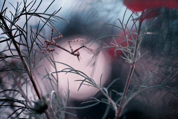 Reflection of the moon in thin green branches