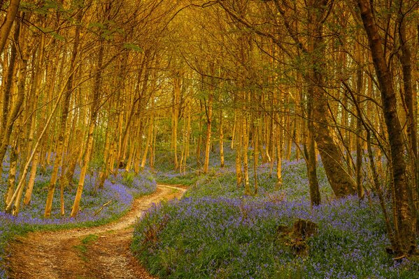 The path leading to the flower forest