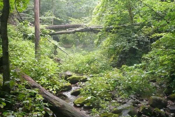 Fitta foresta primaverile e fiume forestale