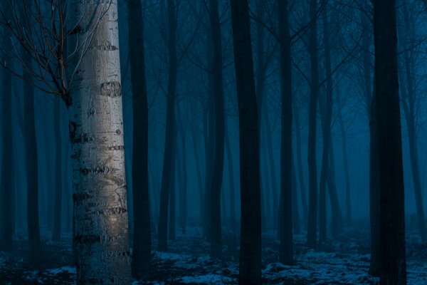 Bosque de abedul sobre un fondo azul en la oscuridad