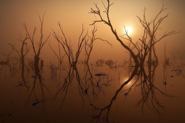 The intriguing sun behind the dry trees