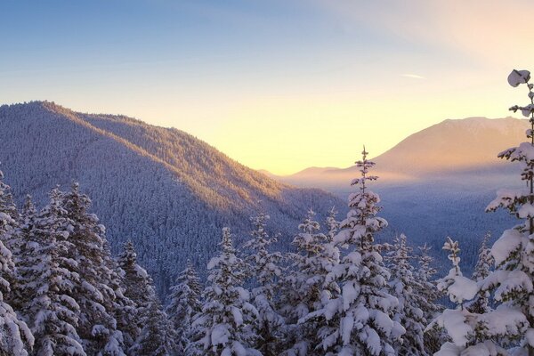 Landscape of mountains with trees in winter