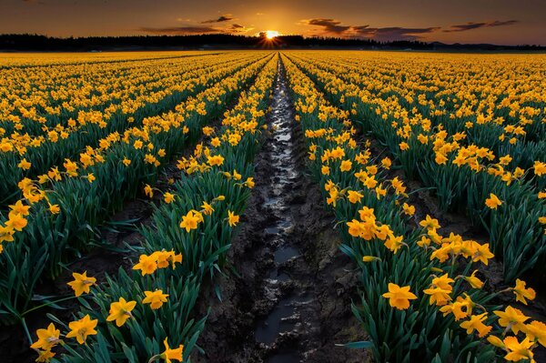 Jonquilles jaunes sur fond de beau coucher de soleil