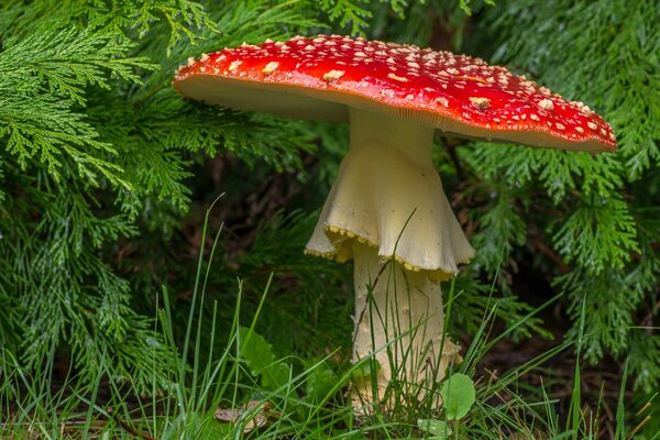 Zbliżenie grzyba muchomora w gałęziach