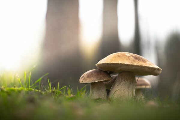 Three mushrooms in the autumn forest