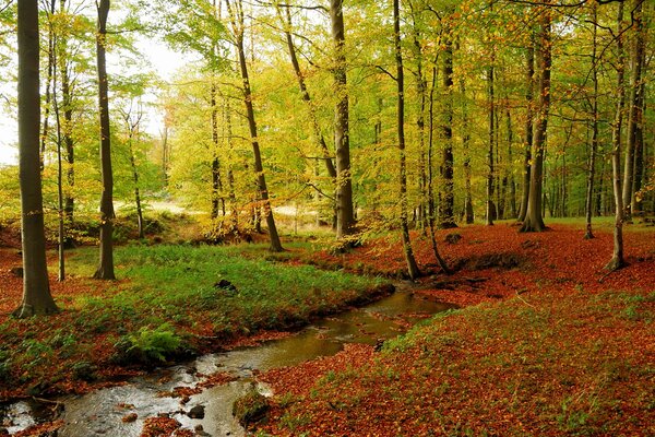 Ein kleiner Bach im Herbstwald