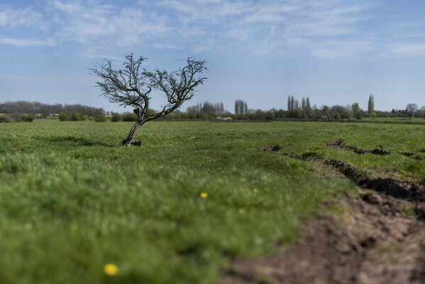 Albero solitario in un campo verde