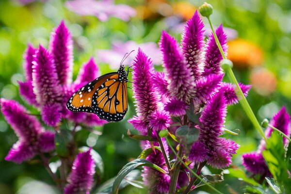 Macro shooting of a butterfly on a flower