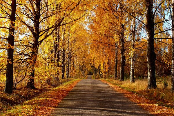 A walk in the autumn park