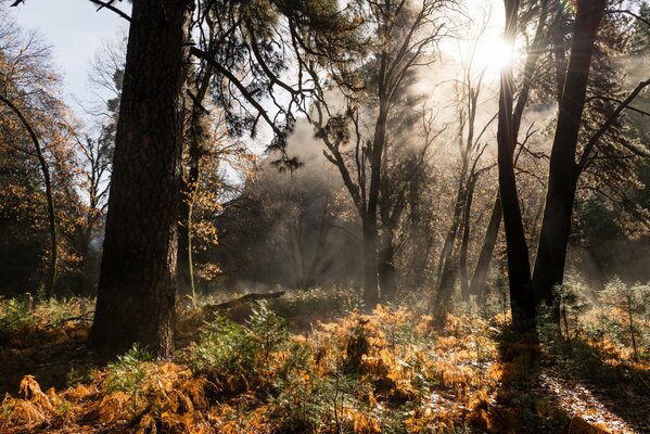 Mysterious autumn forest beckons