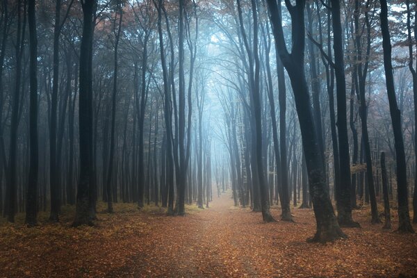 Herbstspur mit Blättern unter Bäumen übersät